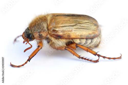 Foto: krabbelnder Maikäfer krabbelnder Maikäfer