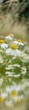 Blumenwiese mit Kamille - Wasserspiegelung