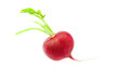 radish isolated on white