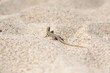 Lizard