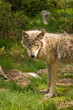 wolf