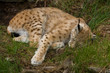 Lynx