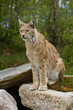 Lynx