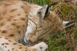Lynx