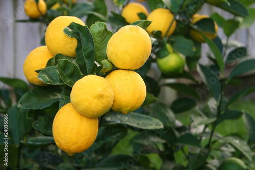 Photo: Bright Yellow Mayer Lemons Bright Yellow Mayer Lemons