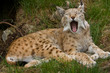 Lynx