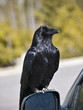 Raven on Car Mirror
