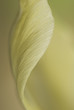 Close up of pale tulip