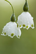 Close up of white show bells