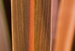 Close up of flax leaf