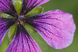 Close up of purple geranium