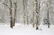 Snow covered forest