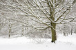 Snow covered forest