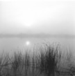 "Fog, sun and reeds, San Joaquin delta, California"