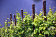 junger Weinberg an der Mosel junger Weinberg an der Mosel