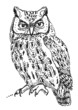 vector owl