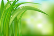 Green Background With Grass Green Background With Grass