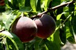 pécher de vigne pécher de vigne
