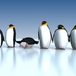 Fun Penguins..