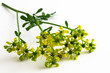 Blüten der Weinraute