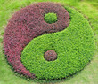 The yin and yang
