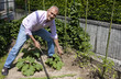 Photo: Handsome senior man working in a garden Handsome senior man working in a garden