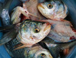 fish die fish die
