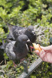 Foto: Pigeon Portrait Pigeon Portrait
