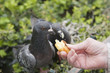 Foto: Pigeon Portrait Pigeon Portrait
