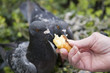 Foto: Pigeon Portrait Pigeon Portrait