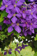 Clematis