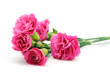 Carnations