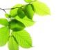 green leaves green leaves