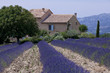 Champ de lavandes devant un mas provençal