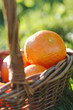 basket of clementines in the grass