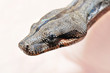 Babyboa