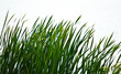 Isolated Reeds on shore