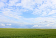 green cornfield and cloudy blue sky