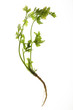 coriander