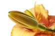 Day Lily Bud Day Lily Bud