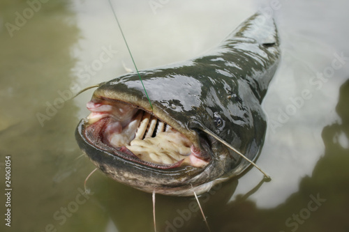 Photo: catfish catfish