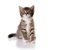 little kitten