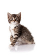 little kitten