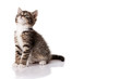 little kitten