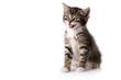 little kitten