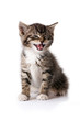 little kitten