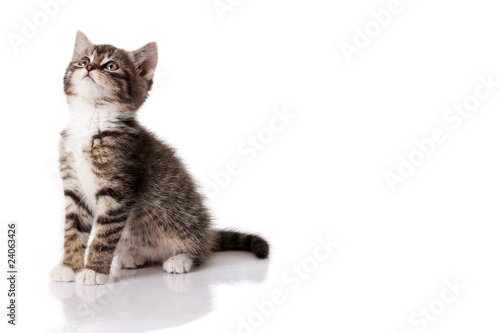 Photo: little kitten little kitten