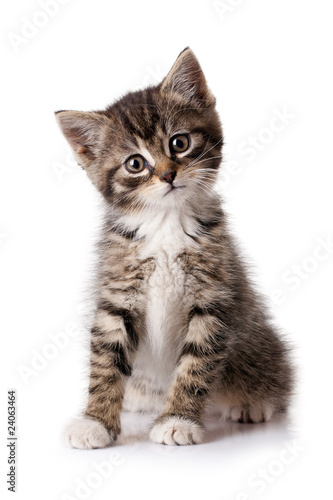 Photo: little kitten little kitten