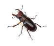 Male Stag Beetle Male Stag Beetle