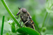 Pferdebremse - Tabanus sudeticus